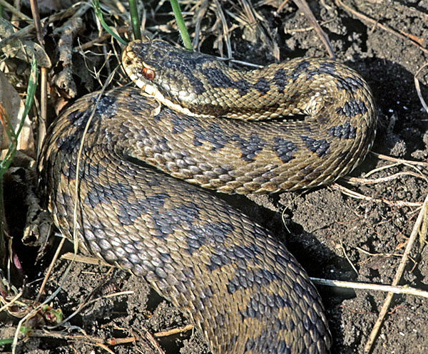 Adders In England