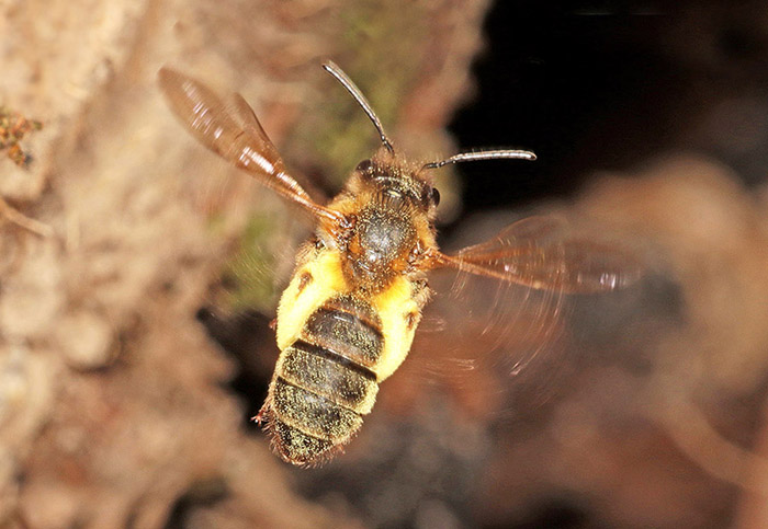 Female Andrena ferox, one of our rarest bees, returning to the nest carrying pollen Female Andrena ferox, one of our rarest bees, returning to the nest carrying pollen