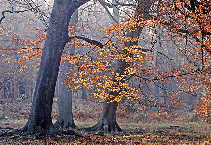 Beech trees in autumn