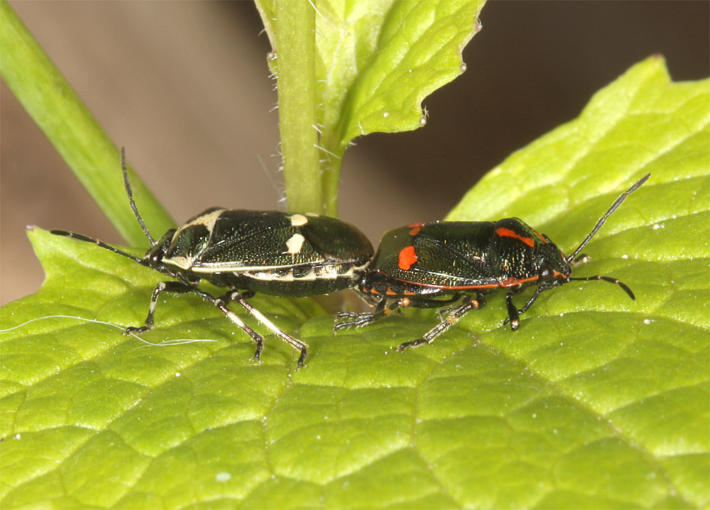 A coupled pair of Brassica Shieldbugs (Eurydema oleracea) in May 2022, showing typical colour variation