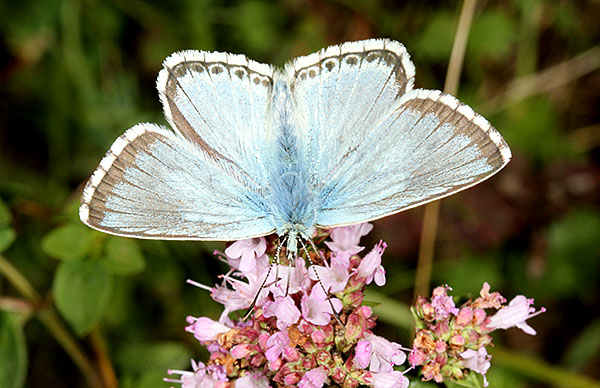 Male Chalkhill Blue