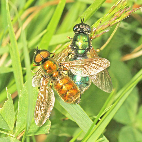 Broad Centurions (Chloromyia formosa) coupled Broad Centurions (Chloromyia formosa) coupled