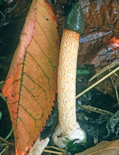 Dog Stinkhorn Fungi