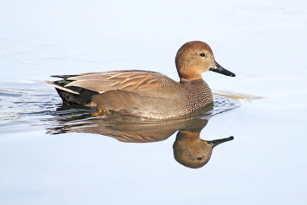 Male Gadwall (Anas strepera)