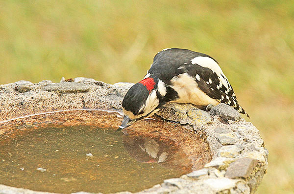 Male Great-spotted Woodpecker (Dendrocopus major) slaking his thirst Male Great-spotted Woodpecker (Dendrocopus major) slaking his thirst