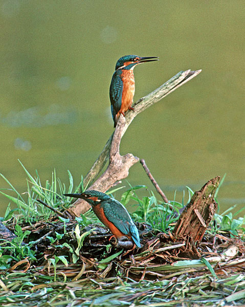 Kingfishers (Alcedo atthis) sparring