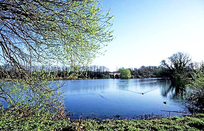 Fetcham Mill Pond, Surrey Fetcham Mill Pond, Surrey