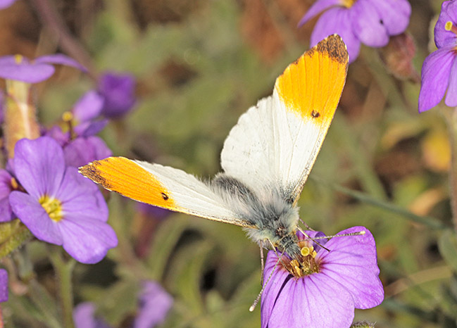 Male Orange Tip (Anthocharis cardamines) on Aubretia Male Orange Tip (Anthocharis cardamines) on Aubretia