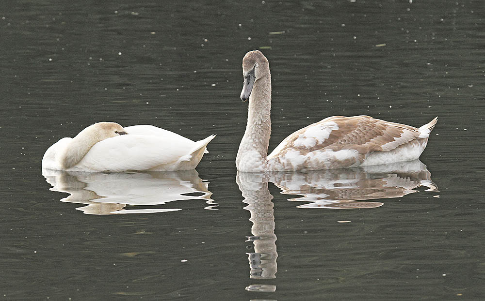 Nature Conservation Imaging Page Redirection