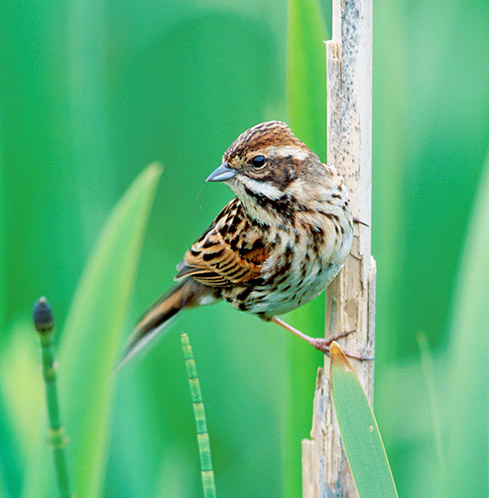 Reed Bunting Female