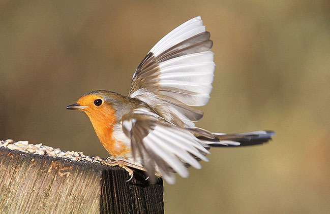 Robin with a probable case of 'progressive greying' Robin with a probable case of 'progressive greying'