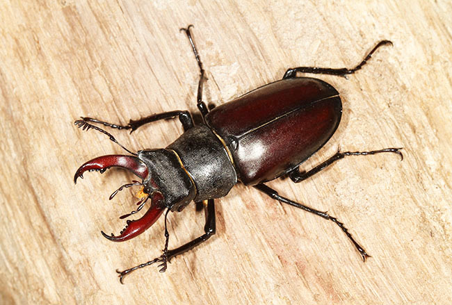 Male Stag Beetle Male Stag Beetle