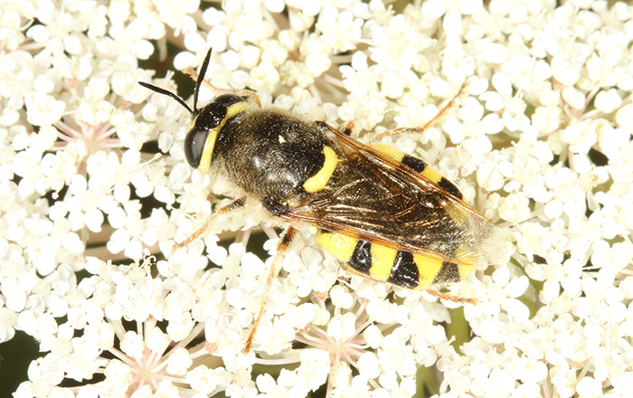 The Clubbed General (Stratiomys chamaeleon) is one of our most spectacular but rarest soldierflies