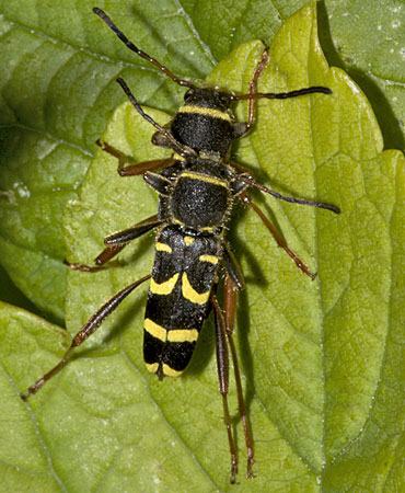 Wasp Beetle