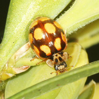 The Ten-spot Ladybird (Adalia 10-punctata) is very variable in colour