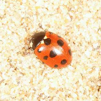11-spot Ladybird (Coccinella undecimpunctata)