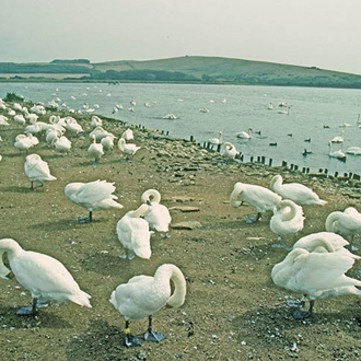 Some of the hundreds of Mute Swans which live colonially at Abbotsbury in Dorset