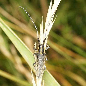 The distinctive longhorn beetle Agapanthia villosoviridescens, with banded antennae