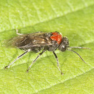 Alder Sawfly (Eriocampa ovata)
