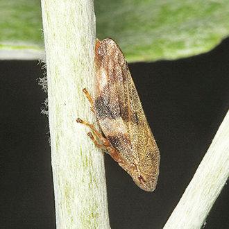 Alder Spittlebug (Aphrophora alni) on grey poplar