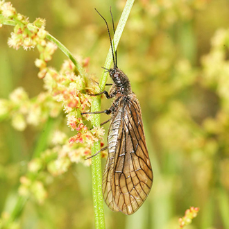 The Alder Fly (Sialis lutaria) is a weak flier related to Lacewings