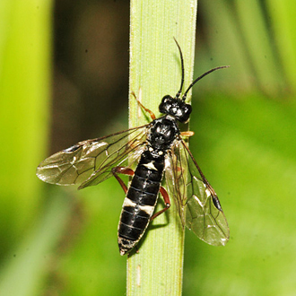 Female Allantus truncatus, another species feeding on roses
