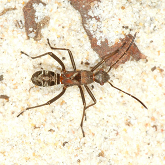 Immature Alydus calcaratus are good ant mimics