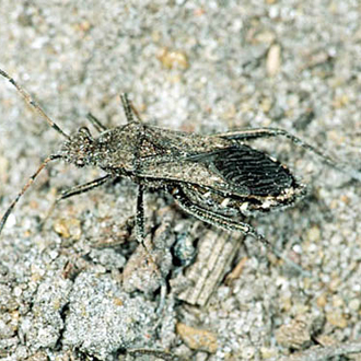 Adult bug Alydus calcaratus