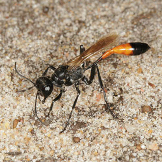 With up to ten nests created by an Ammophila pubescens, and the necessity for opening and re-filling each one several times, the physical effort involved is remarkable