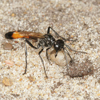 Another pebble is brought to the nest, showing clearly the strength of the mandibles - this female put three in