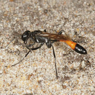 Once the pebbles are inside, the Ammophila pubescens uses her legs to scrape sand over the top very rapidly