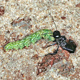 The prey is pulled backwards into the burrow