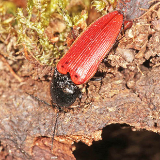 Ampedus cinnabarinus is RDB 3