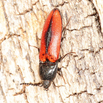 Ampedus sanguinolentus is restricted mostly to south-east England