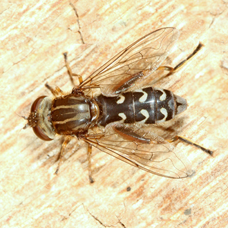 The hoverfly Anasimya contracta has a close association with wetland