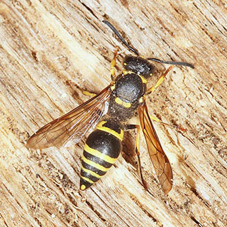 Female Ancistrocerus parietinus, a species which Often nests in the stems of bramble and elder