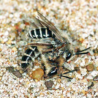 Mining bees Andrena argentata mating