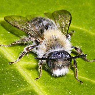 Hirsute male mining bee Andrena barbilabris