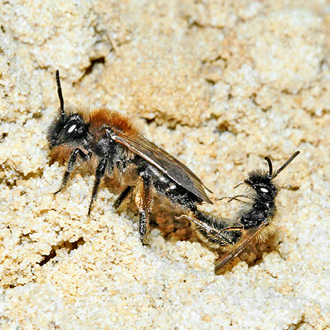 Andrena bicolor mating, showing the small size of the male relative to the female