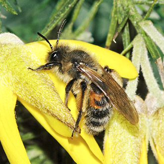 Andrena bimaculata on Gorse, one of the species' most favoured pollen-bearing plants