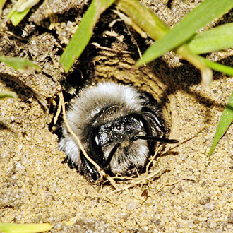 Andrena cineraria at the entrance to the burrow, which may be 20cm deep