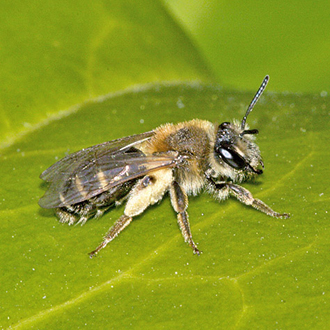 Female Andrena dorsata with pollen