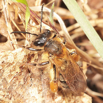 Andrena ferox leaving the nest