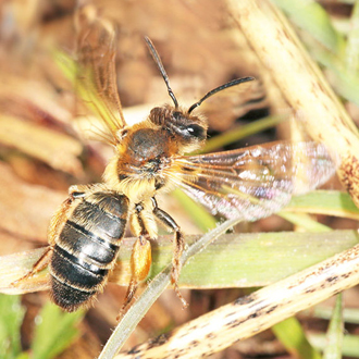 Andrena ferox taking off