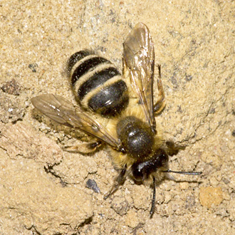 Mining bee Andrena flavipes