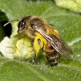 Andrena florea uses only White Bryony pollen
