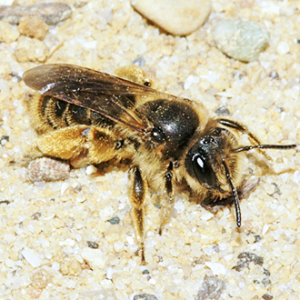 Andrena humilis has declined significantly inland in the last 100 years