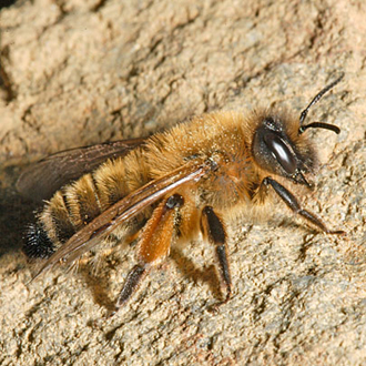 Female Andrena nigroaenea, one of the largest of the genus