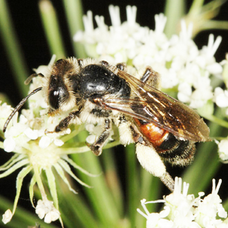 Andrena rosae female, one of our handsomest and scarcest mining bees