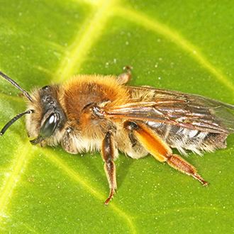 Andrena tibialis female, one of the handsomest of the mining bees